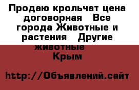 Продаю крольчат цена договорная - Все города Животные и растения » Другие животные   . Крым